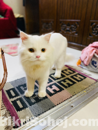 Persian Cat Adult Male